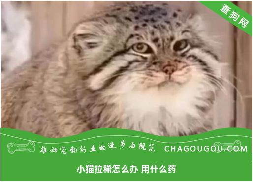 小猫拉稀怎么办 用什么药